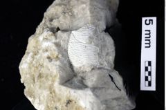 Foto (Detailansicht) von Discutiolira moesica (Muţiu & Bădăluţă, 1971) (NHMW-GEO-1990-0041-0324)